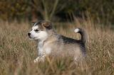 ALASKAN MALAMUTE 501